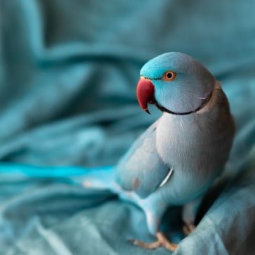 pt-instagram-5-opt